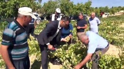  Silifke’de bin 800 rakımda sofralık üzüm hasadı başladı 