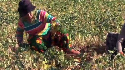 kadin isci - Sofraların 'kuru'sunun hasadı başladı - TUNCELİ  Videosu