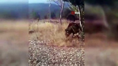 amator kamera -  Yangın gözetleme kulesine ayı dadandı  Videosu