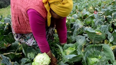organik pazar -  2 bin rakımlı yaylada beyaz lahana hasadı başladı  Videosu