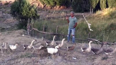 sonbahar - Emekli öğretmen kaz çiftliği kurdu - AĞRI  Videosu