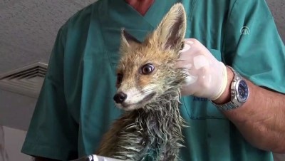 Yaralı tilki tedavi altına alındı - MERSİN 