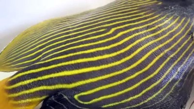 balik turu - Akdeniz'de rastlanan balığa 'Fenerbahçe' adı verildi - HATAY  Videosu