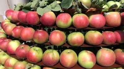 arkeoloji -  Amasya misket elmasının hasadı başladı  Videosu