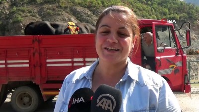 boga guresi -  Artvin’in şampiyon boğaları Muğla'daki şampiyona için yola çıktı  Videosu