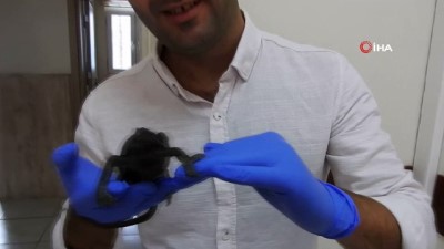 bukalemun -  Çeşme'de bulunan iki bukalemun doğaya bırakılacak  Videosu