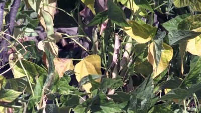 fenotipik - Çamoluk şeker kuru fasulyesinde hasat zamanı - GİRESUN  Videosu