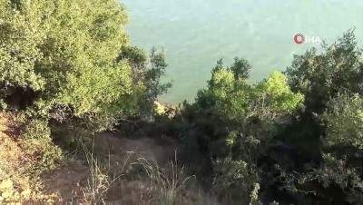 keci -  Kıyıya vuran cesedi çoban köpekleri buldu Videosu