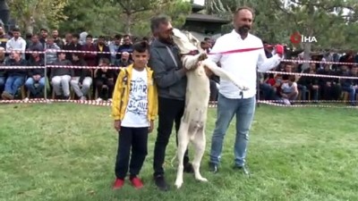  Konya'da çoban köpekleri yarıştı