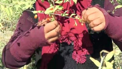 kadin isci - Aksaray'dan Avrupa ülkelerine 'goji berry' gönderiyor  Videosu