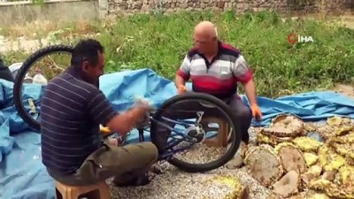 aycekirdegi -  Ayçekirdeği hasadını bisikletle yapan çiftçiler görenleri şaşırtıyor  Videosu