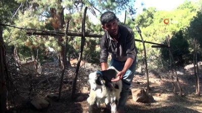 kurt saldirisi -  Fethiye’de kurtlar keçi sürüsüne saldırdı: 35 keçi telef oldu Videosu