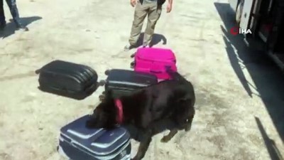  Yolcu valizinden 5 kilo uyuşturucu çıktı 