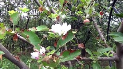 erik agaci -  Sonbahar’da erik ve armut ağacı çiçek açtı  Videosu