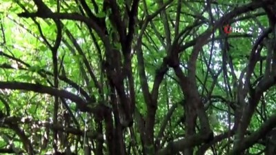  370 yıllık kızılcık ağacı yıllara meydan okuyor 