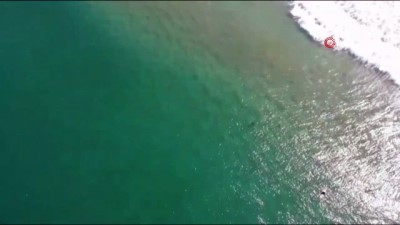 kopek baligi -  - Köpek Balığı Saldırısını Drone İle Engelledi  Videosu