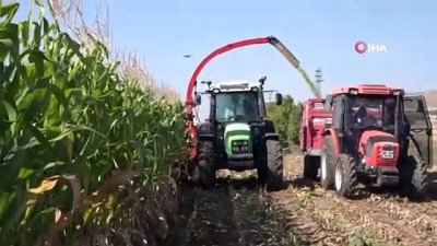 hayvancilik -  Vali kontağı çevirdi, silajlık mısır hasadı başladı...Hasat havadan görüntülendi  Videosu