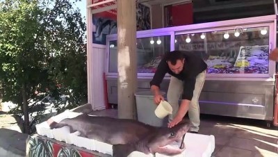 kopekbaligi - Balıkçıda sergilenen 3 metrelik köpek balığı ilgi görüyor - KASTAMONU Videosu