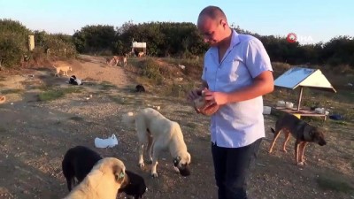  Çatalca'da köpeklerin ormana terk edilmesine hayvanseverlerden tepki