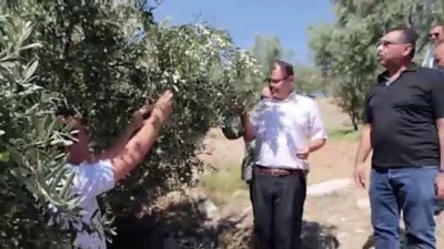 zeytin agaci - Mersin'de zeytin hasadı başladı  Videosu