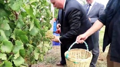 ismail ip - Vali Yıldırım, kadınlarla üzüm hasadı yaptı - TEKİRDAĞ Videosu