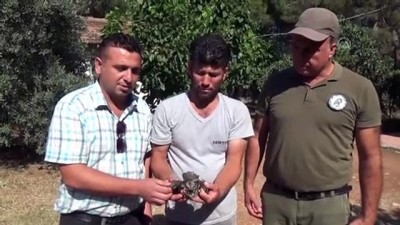 babil - Yaralı ebabil koruma altına alındı - MERSİN Videosu