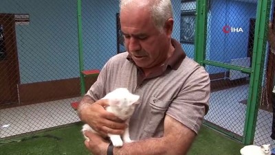  Van kedilerinin başındaki 'mühür' şaşırtıyor 