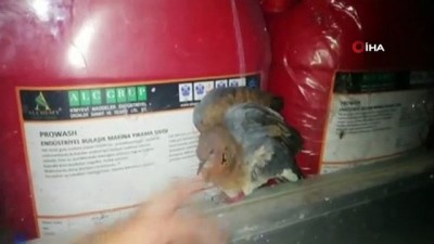 mahsur kaldi -  Camda mahsur kalan güvercini kurtarmak için seferber oldular  Videosu