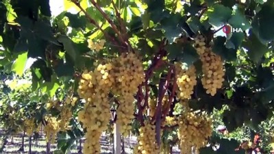 uzum bagi -  Cezaevi’nde sultani üzüm hasadı  Videosu
