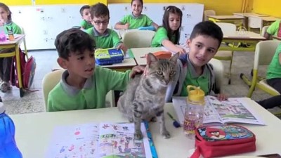 Derslere giren kedi 'Tarçın' teneffüslerde yavrularıyla ilgileniyor - AMASYA