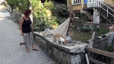 Sokak kedileri 'Sevgi' ile besleniyor - ZONGULDAK 