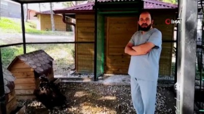  Yaralı kara akbaba tedavi altına alındı