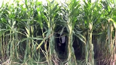 Yemlik mısır eken çiftçinin kazancı 4 kat arttı - BİNGÖL 