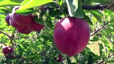 tatlarin - Ahlat’ta elma yetiştiriciliği yaygınlaşıyor - BİTLİS Videosu