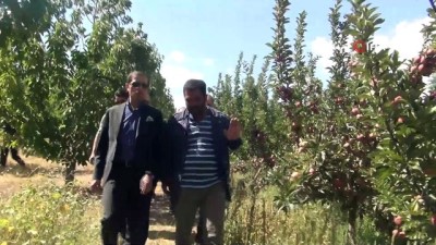 tatlarin -  Ahlat’ta elma yetiştiriciliği  Videosu