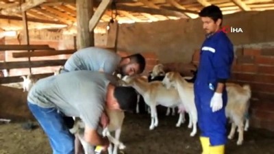 keci -  Burhaniye’de ağıl yangınında 42 keçi telef oldu  Videosu