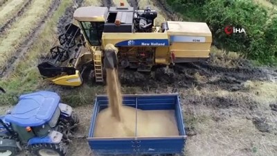 gubre -  'Çeltik hasadı'nda hedef 350 ton...Hasat havadan görüntülendi  Videosu