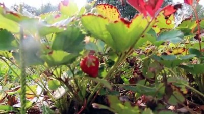 cilek hasadi -  Oltu’da yılın son çilek hasadı  Videosu