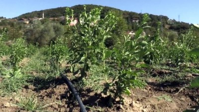 Stevia bitkisi yeni gelir kapısı olacak - ZONGULDAK