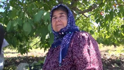 kadin isci -  Çetin cevizde sırıklı hasat Videosu