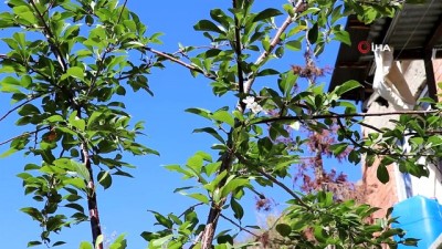 yaz mevsimi -  Gümüşhane'de iklimi şaşıran vişne ağacı sonbaharda çiçek açtı  Videosu