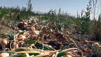 organik tarim -  Kayseri'de ilk defa soğan eken çiftçi Yılmaz: '4 ila 7 ton arasında verim bekliyoruz'  Videosu