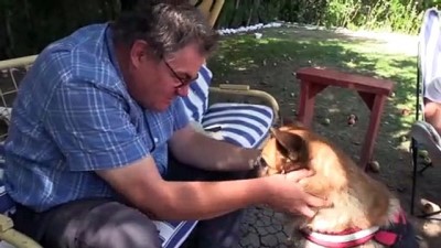 arkeoloji - Kazı ekibi sokak köpeklerine sahip çıktı - ÇORUM  Videosu