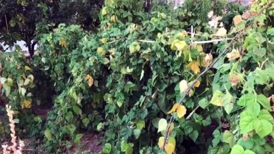 lise ogrenci - Klasik müziğin bitki gelişimine etkisini araştırdılar - KAYSERİ  Videosu