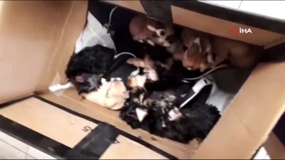 gumruk muhafaza -  Kapıkule'de yolcunun çantasından 11 köpek yavrusu çıktı  Videosu