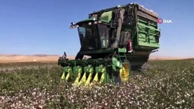 serbest piyasa -  Mardin’de pamuk hasadı başladı  Videosu