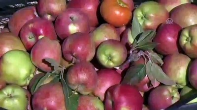 organik meyve - Okul bahçesinde organik meyve yetiştiriyorlar - BİTLİS  Videosu