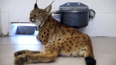 tedavi sureci - Yaralı vaşak, korumaya alındı - DENİZLİ Videosu