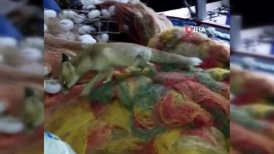 isaf -  Balıkçı ile tilkinin dostluğu görenleri şaşırttı  Videosu