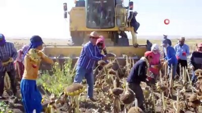  Bulanık’ta ayçiçeği hasadı